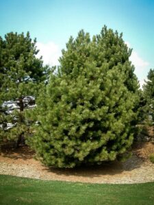 Сосна Чёрная (Pinus Nigra) купить по цене от 270.00р. в интернет-магазине «Посадика» с доставкой почтой в в Сельцое и по всей России – [изображение №1].