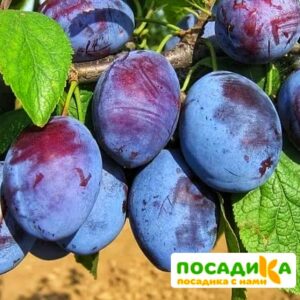 Слива Чачакская ранняя купить по цене от 229.00р. в интернет-магазине «Посадика» с доставкой почтой в в Сельцое и по всей России – [изображение №1].