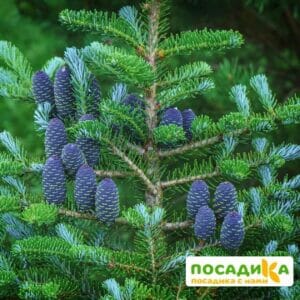 Пихта корейская (Abies koreana) купить по цене от 450.00р. в интернет-магазине «Посадика» с доставкой почтой в в Сельцое и по всей России – [изображение №1].