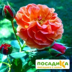 Роза Арабия купить по цене от 350.00р. в интернет-магазине «Посадика» с доставкой почтой в в Сельцое и по всей России – [изображение №1].