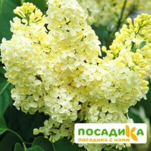 Сирень Примроуз (Primrose) купить по цене от 529.00р. в интернет-магазине «Посадика» с доставкой почтой в в Сельцое и по всей России – [изображение №1].