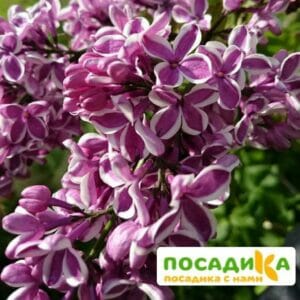 Сирень Сенсация купить по цене от 529.00р. в интернет-магазине «Посадика» с доставкой почтой в в Сельцое и по всей России – [изображение №1].