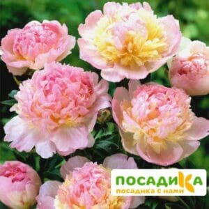 Пион Распберри Сандей (Paeonia Raspberry Sundae) купить по цене от 959р. в интернет-магазине «Посадика» с доставкой почтой в в Сельцое и по всей России – [изображение №1].