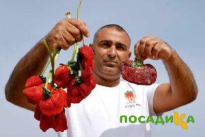 Клубника Гигант Джорнея купить по цене от 266р. в интернет-магазине «Посадика» с доставкой почтой в в Сельцое и по всей России – [изображение №1].