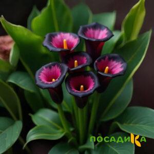 Калла Аура Лейс купить по цене от 400р. в интернет-магазине «Посадика» с доставкой почтой в в Сельцое и по всей России – [изображение №1].