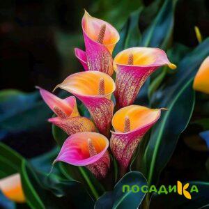 Калла Оникс купить по цене от 450р. в интернет-магазине «Посадика» с доставкой почтой в в Сельцое и по всей России – [изображение №1].