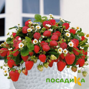 Клубника Рубиновый Шепот (горшечная) купить по цене от 240р. в интернет-магазине «Посадика» с доставкой почтой в в Сельцое и по всей России – [изображение №1].