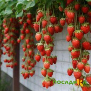 Клубника вьющаяся Комплимент купить по цене от 470р. в интернет-магазине «Посадика» с доставкой почтой в в Сельцое и по всей России – [изображение №1].