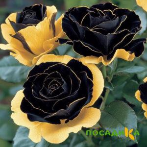 Роза Ханни Сикл купить по цене от 700р. в интернет-магазине «Посадика» с доставкой почтой в в Сельцое и по всей России – [изображение №1].