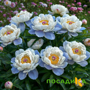 Пион акварельный Этюд купить по цене от 806р. в интернет-магазине «Посадика» с доставкой почтой в в Сельцое и по всей России – [изображение №1].