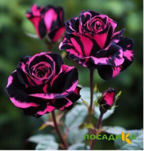 Роза Багровый Шепот купить по цене от 366р. в интернет-магазине «Посадика» с доставкой почтой в в Сельцое и по всей России – [изображение №1].