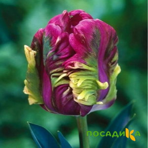 Тюльпан Экзотик Хэвен купить по цене от 186р. в интернет-магазине «Посадика» с доставкой почтой в в Сельцое и по всей России – [изображение №1].